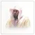 تلاوات ماهر المعيقلي