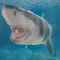 Shark Ocean