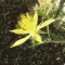Craters of the Moon - Flowers