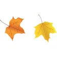 Leaf Sticker Pack!