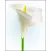 Lilies Sticker Pack