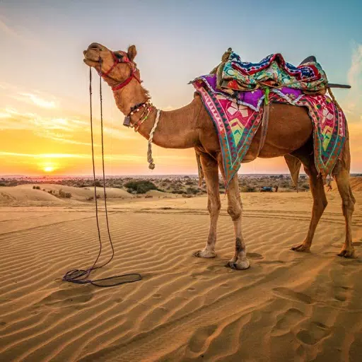 Camel Family Life Simulator 3D Camel Family Life Simulator 3D