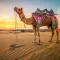 Camel Family Life Simulator 3D