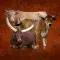 Cattle Breeds: Various Types of Cattle
