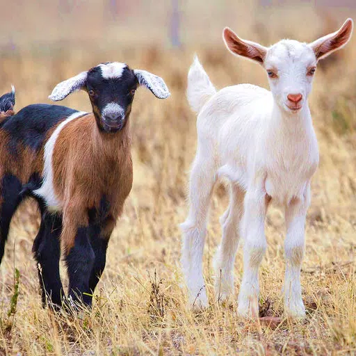 Goat Breeds: Various Types of Goat Goat Breeds: Various Types of Goat