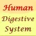 Human Digestive System Guide