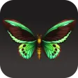 Butterfly Wallpaper 2024