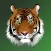 Tiger hit shrew mouse
