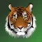 Tiger hit shrew mouse
