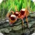 Ant simulator survival