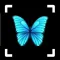 Butterfly Identifier: Moth ID