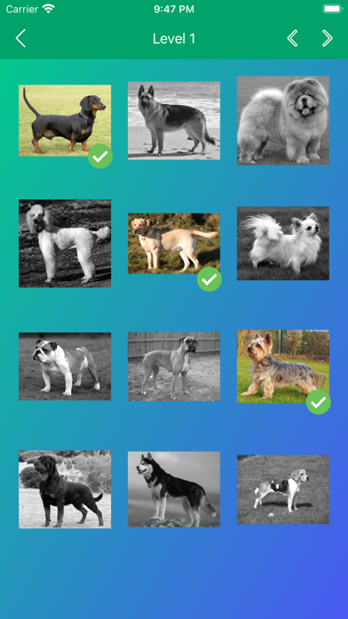 Dog Breeds Quiz: Guess the Pet Screenshots