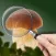 Mushroom Identifier: Fungi ID