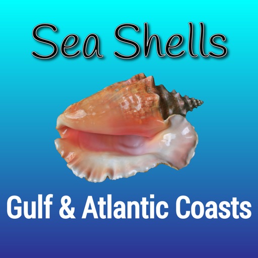 Gulf and Atlantic Sea Shells Gulf and Atlantic Sea Shells