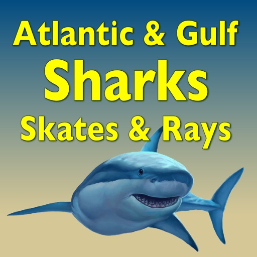 Sharks and Rays Sharks and Rays