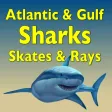 Sharks and Rays