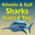 Sharks and Rays