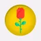 Red Rose Day