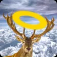Roadkill Art