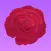 Roses for Friends Stickers