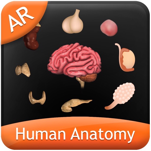 Human Anatomy - Endocrine Human Anatomy - Endocrine