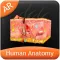 Human Anatomy - Integumentary