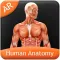 Human Anatomy - Muscular