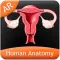 Human Anatomy - Reproductive
