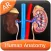 Human Anatomy - Urinary
