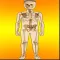 Body Parts Skeletal & Internal