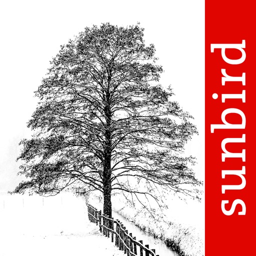 Winter Tree Id - British Isles Winter Tree Id - British Isles