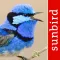 Bird Song Id Australia - Automatic Recognition