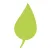 Pothos