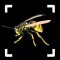 Insect Identifier: Bug ID
