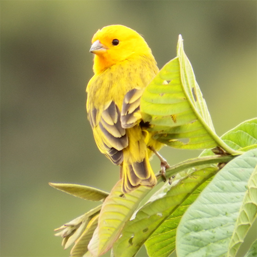 Canary bird singing