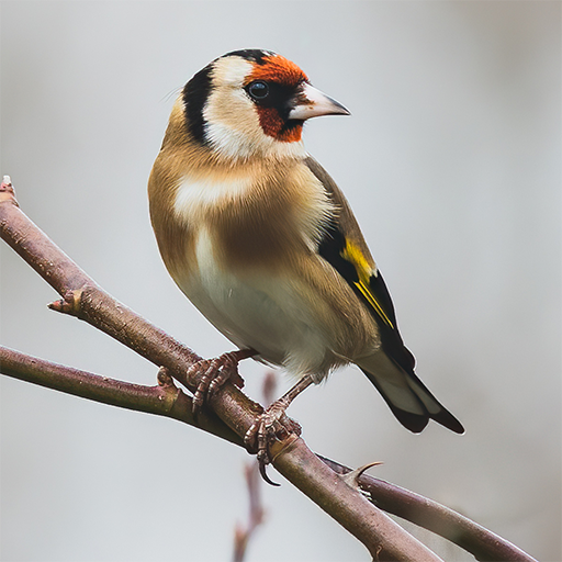 goldfinch sound goldfinch sound