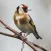 goldfinch sound