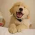 Cute Dog Wallpapers HD