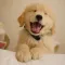 Cute Dog Wallpapers HD