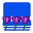 Crocus Contact