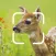 TrailCam Go