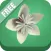 iOrigami - How to make origami flowers?