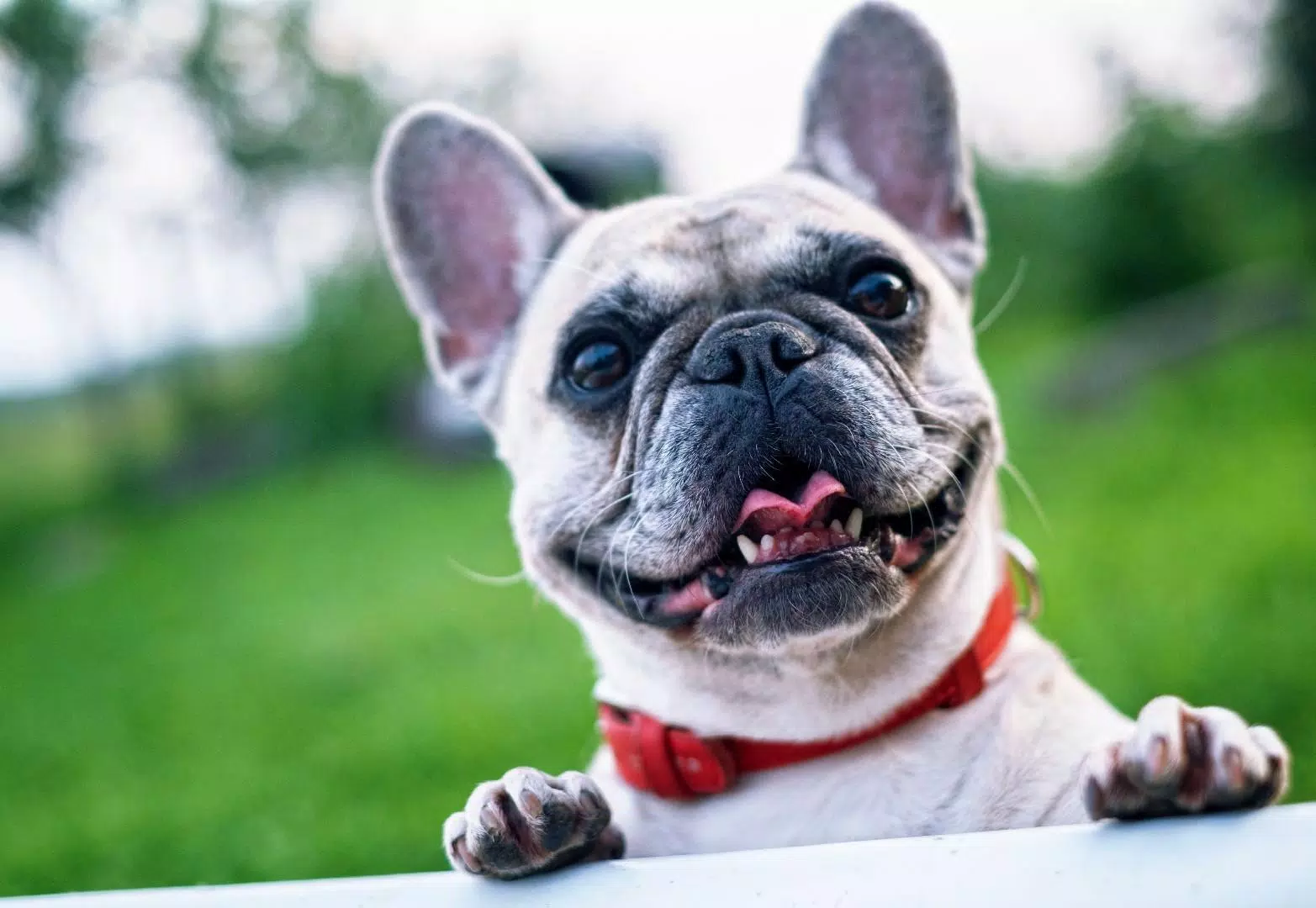 Dogs jigsaw puzzles Screenshots