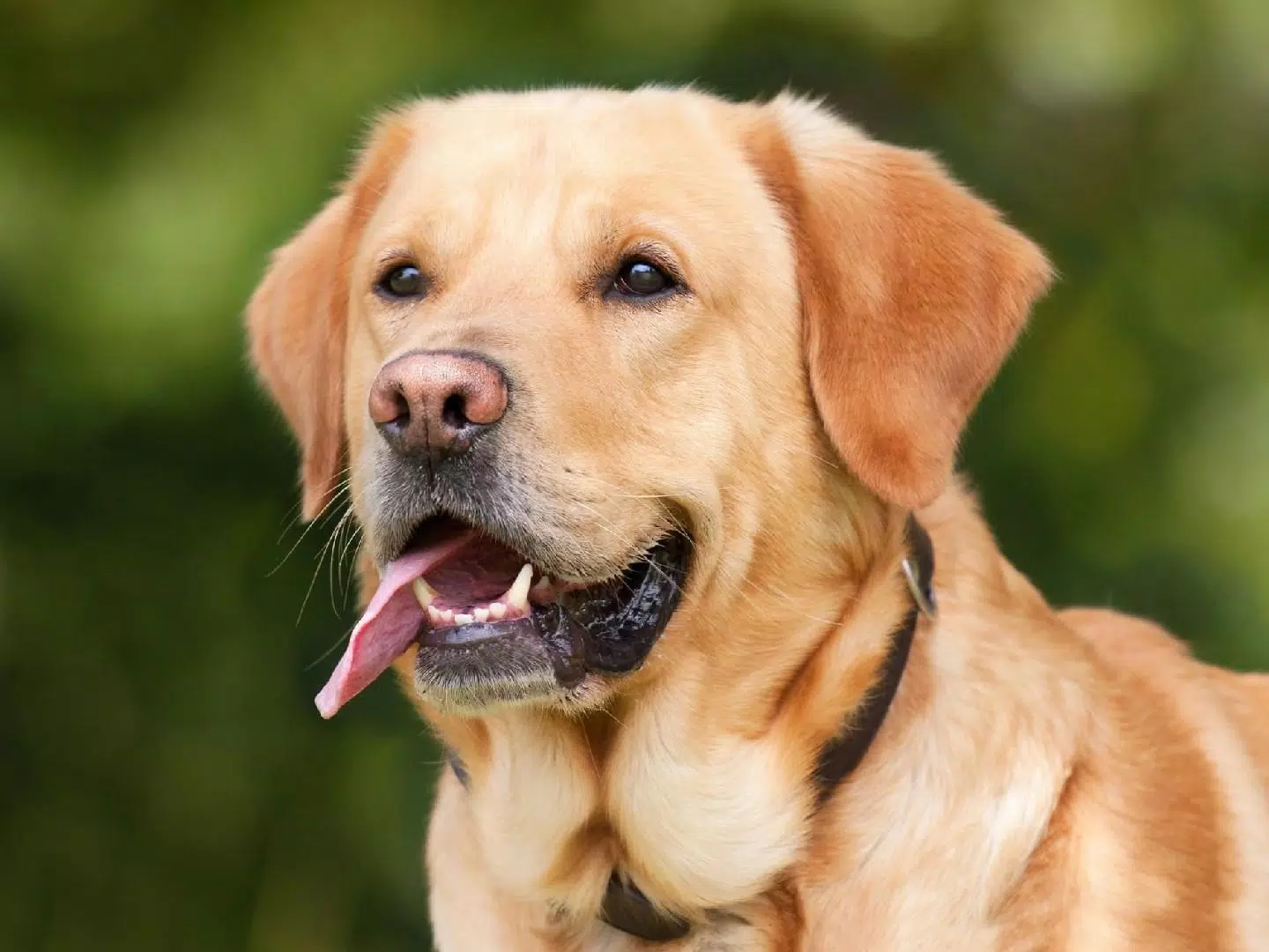 Dogs jigsaw puzzles Screenshots