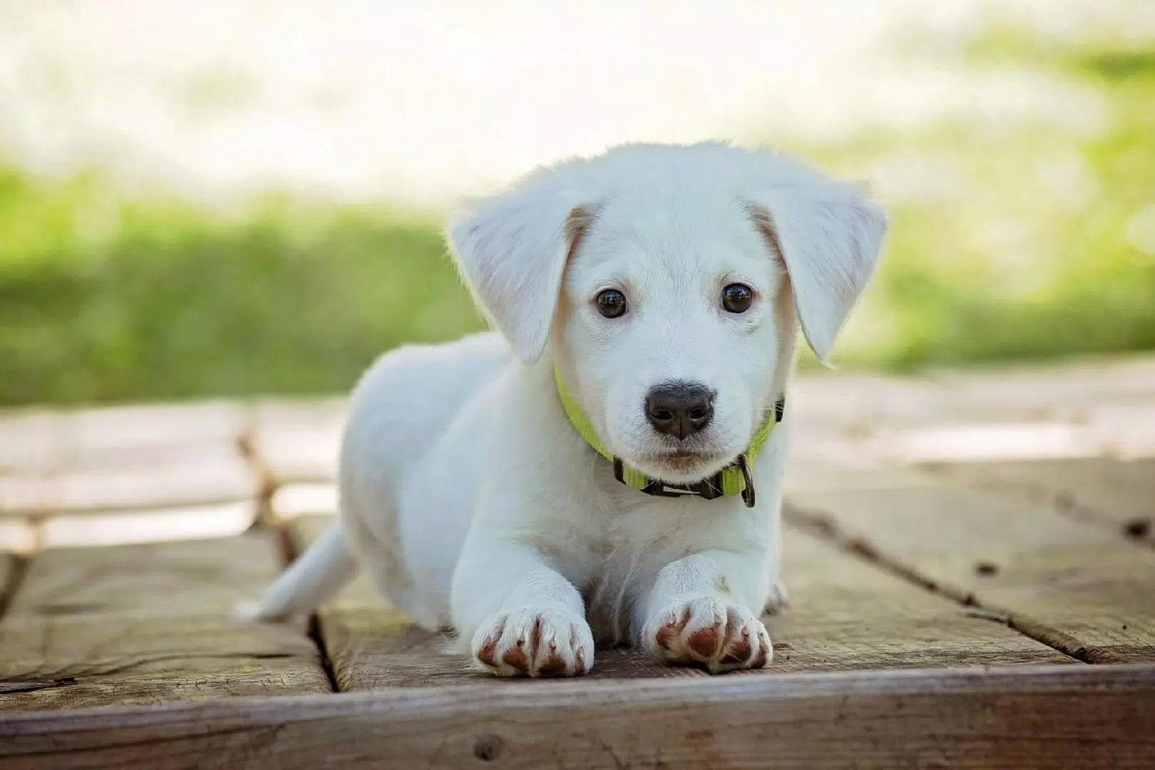 Dogs jigsaw puzzles Screenshots