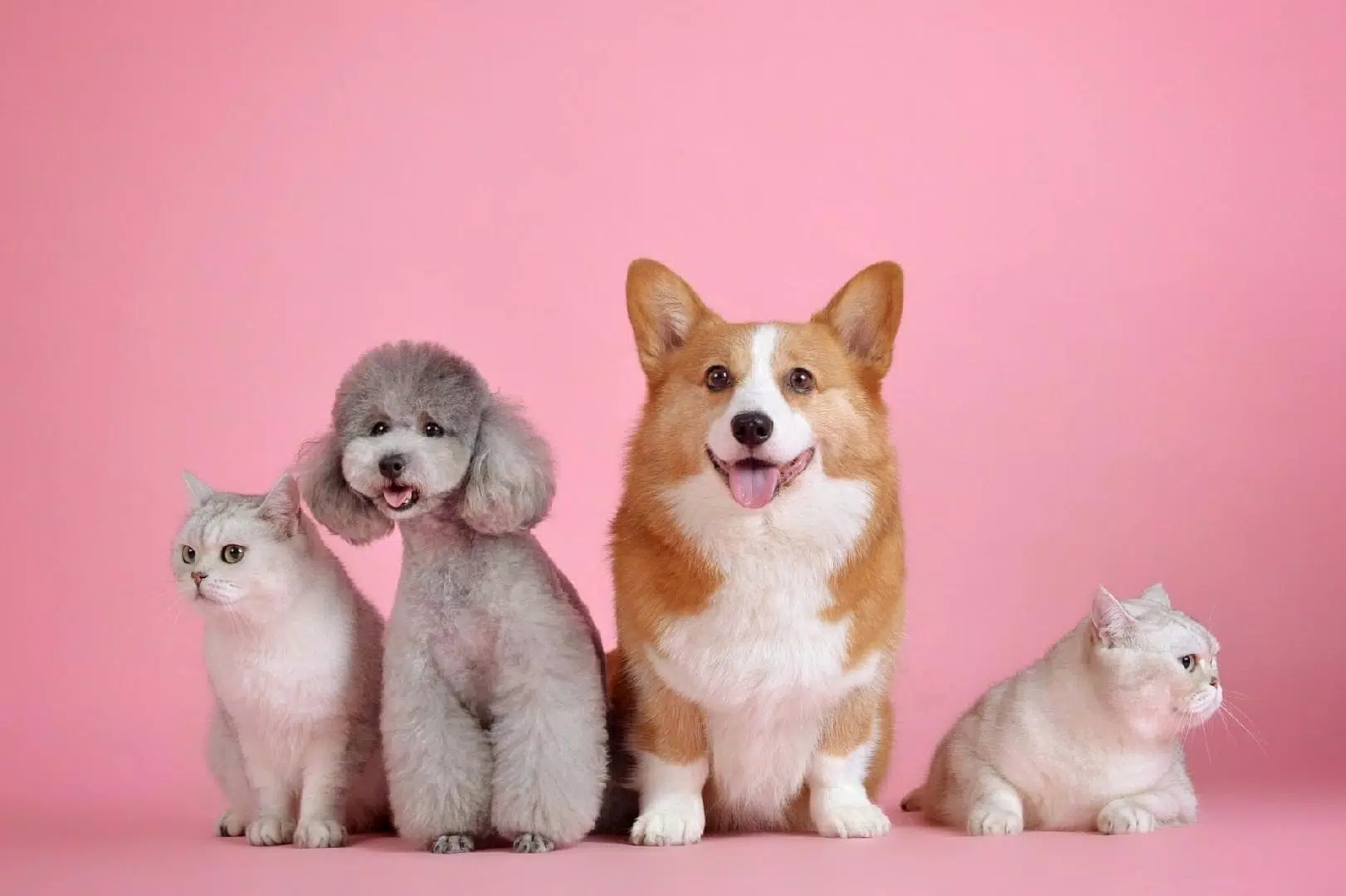 Dogs jigsaw puzzles Screenshots