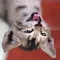 Transform the Cat