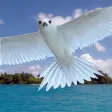 Palmyra Atoll Nature Guide