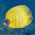 Red Sea Fish ID