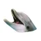 Dolphins XL